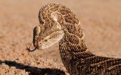puff adder from pat 202x84